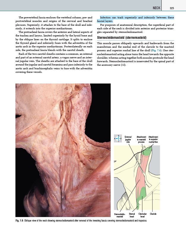 Color atlas of anatomy rohen pdf 8th